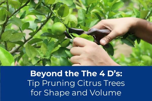Tip Pruning Citrus Trees for Shape and Volume