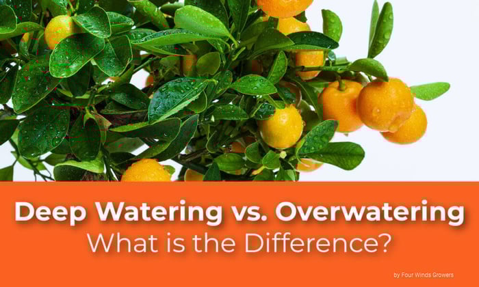 Deep Watering and Overwatering- What is the Difference?