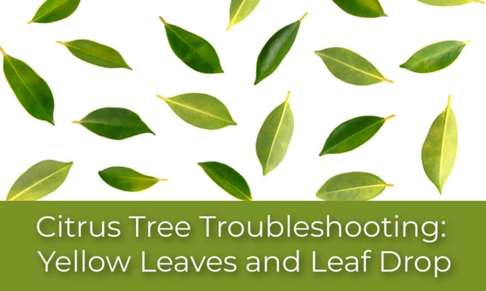 Why Are My Citrus Tree Leaves Turning Yellow and Dropping?