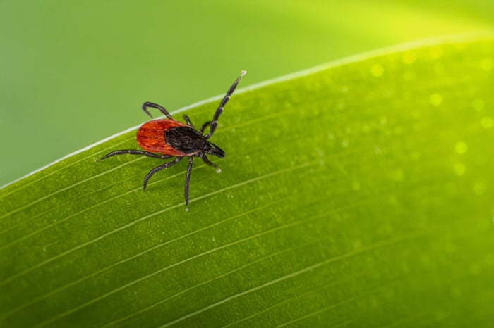 Ticks: How To Lower Your Risk and Enjoy the Outdoors