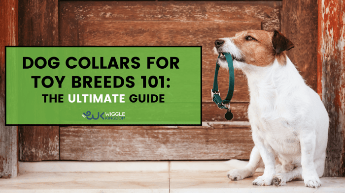 Dog Collars for Toy Breeds 101: The Ultimate Guide