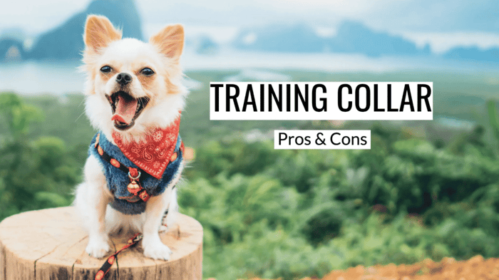 Are Shock Collars Good for Dogs?