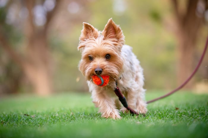 How Far Can A Small Dog Walk? How Far Should I Walk My Dog?