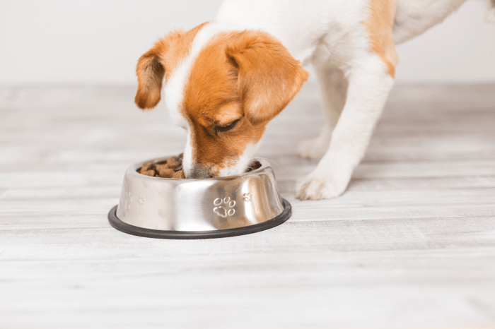 Is It Bad to Feed Small Dogs Large Breed Food?