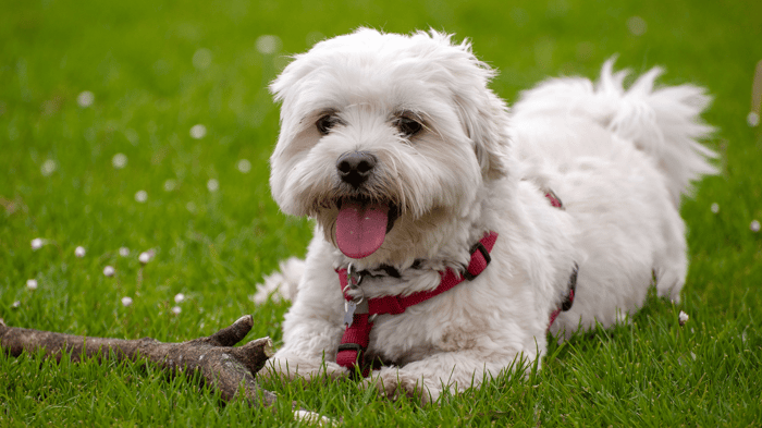 small dog puppy toy breed