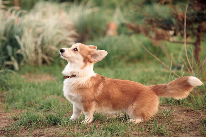 Why Do Dogs Wag Their Tails When They Are Happy?
