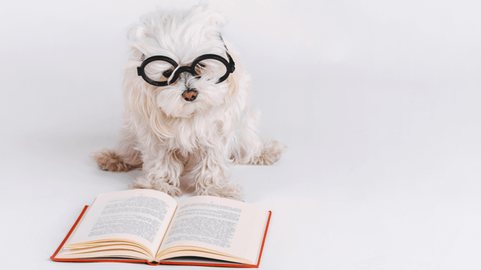 Outsmart Boredom: Easy Mental Workouts for Small Dogs