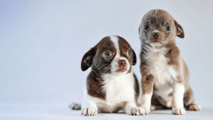 Time for a Snip? 3 Signs Your Dog Needs to be Neutered