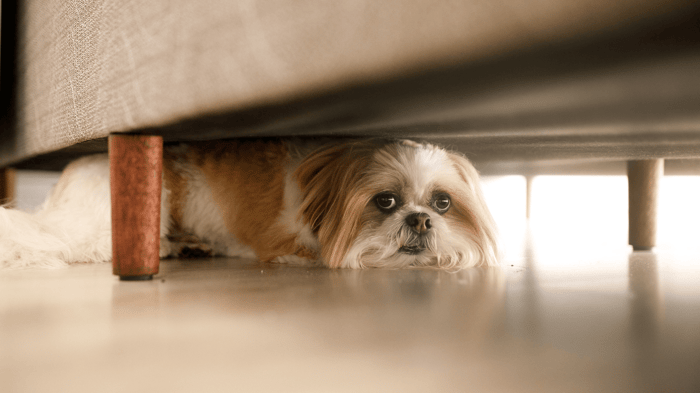 Easing Separation Anxiety in Toy Dog Breeds