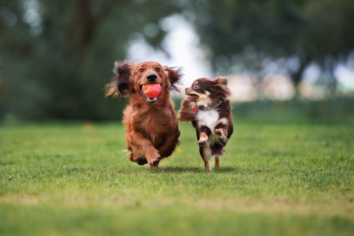 The Top 11 Easiest Small Dog Breeds to Train