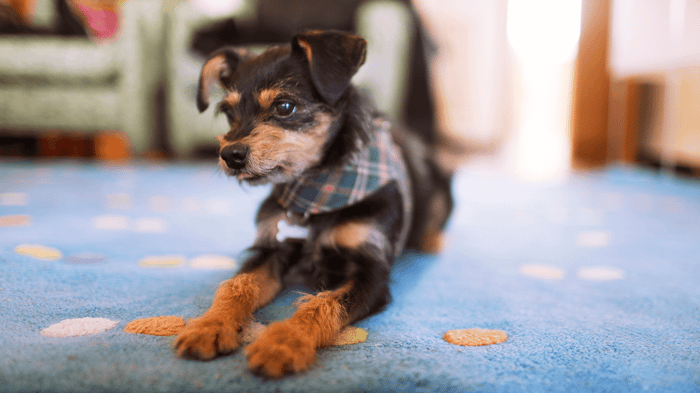 Exercise Routines That Really Work for Small Dogs