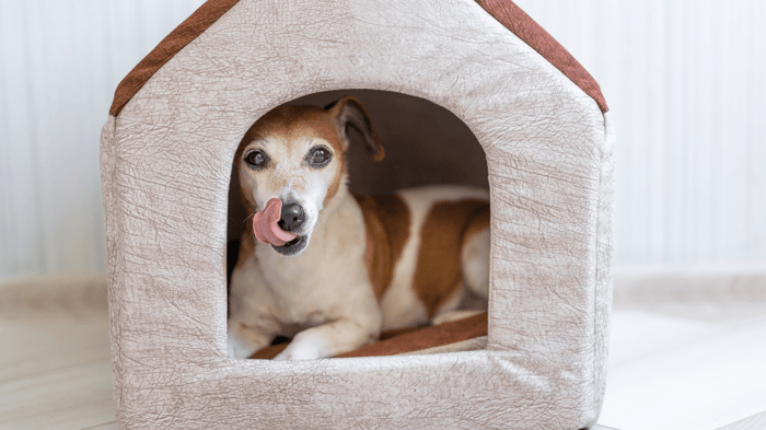 Smart Training for Small Dogs in Apartments and Condos