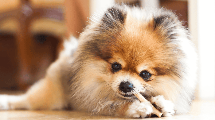 When Do Dogs Stop Teething? A Guide for Toy Breed Parents