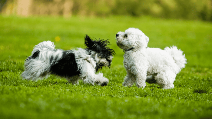 How to Socialize Your Toy Breed Puppy the Right Way