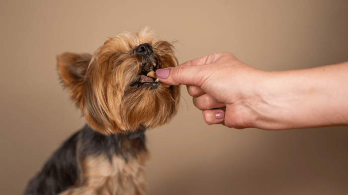 The Ultimate Guide to Toy Breed Nutrition