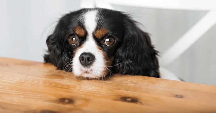 Fido's Foodie Guide: What Human Foods Can (and Can't) Dogs Eat