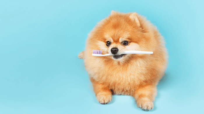 Toy Breed Dental Care: Expert Tips for Tiny Teeth