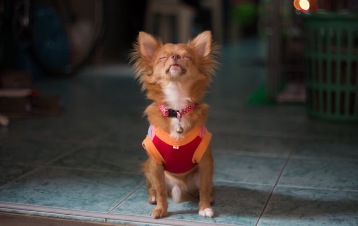 Why Is My Small Dog Barking at Nothing and How Can I Stop It?