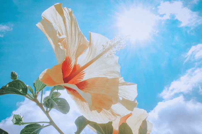 Får du nok D-vitamin? Sådan sikrer du dit daglige behov