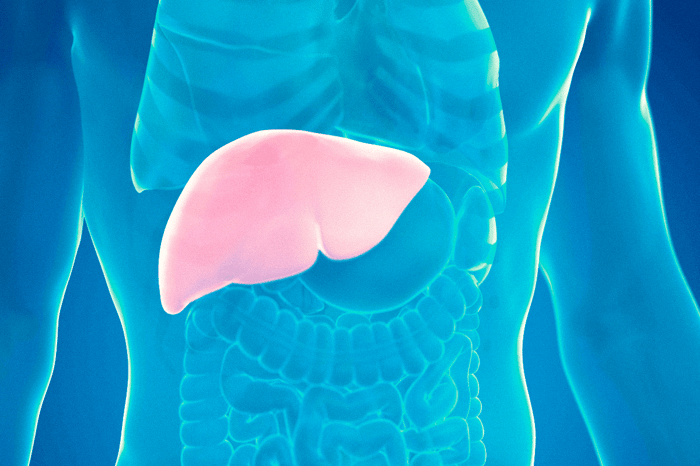 GLP-1 kan blive et gennembrud i kampen mod fedtlever