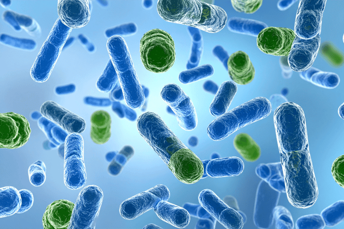 Tarmbakterier ændrer stofskiftet – afhængigt af spisetid