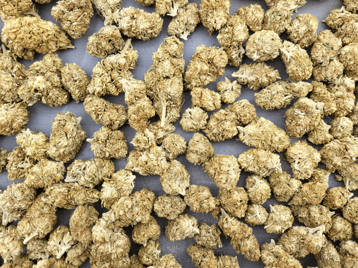 Discovering the Orange Cream Strain: A Comprehensive Guide