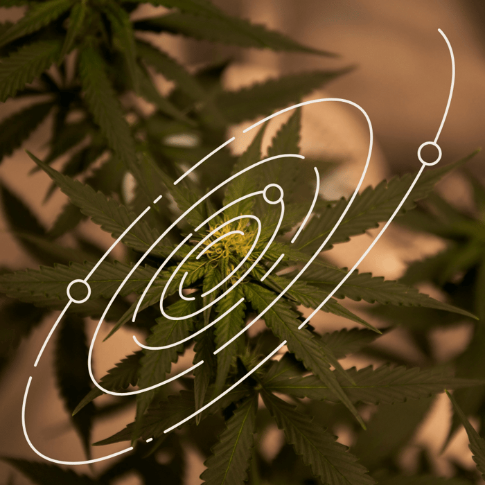 The Missing Link in Wellness: Why Cannabinoids Work Differently