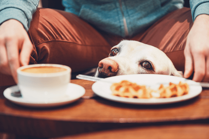 Can Dogs Drink Coffee?