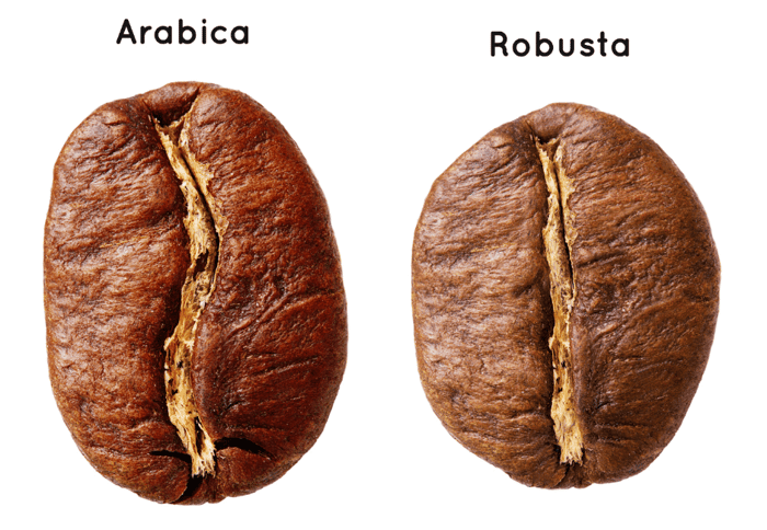 Arabica, Robusta – Why Don't We See Other Coffee Species on the Market?