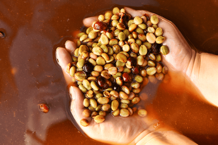 All About Coffee Fermentation