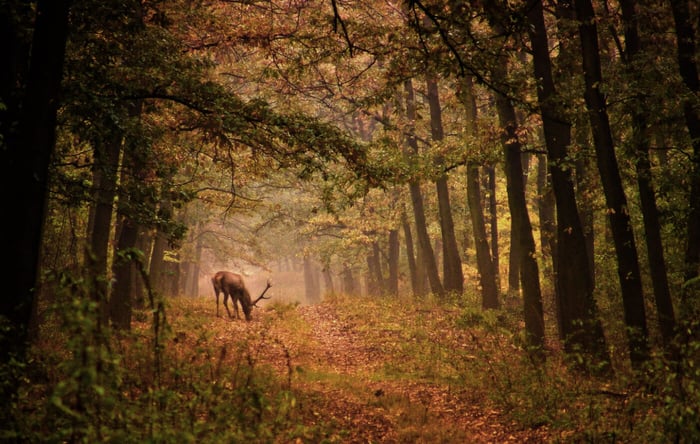 STORYTIME: THE TALE OF HERNE THE HUNTER