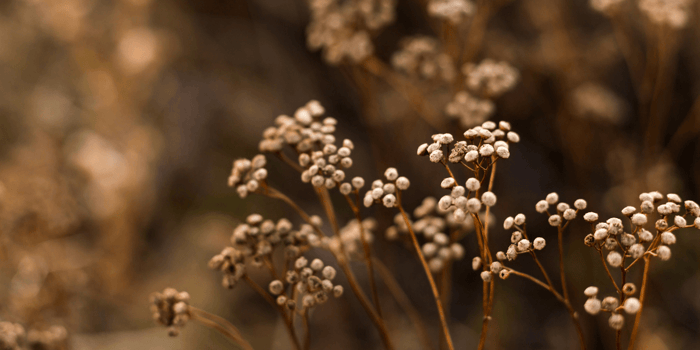 AUTUMN EQUINOX HOROSCOPES