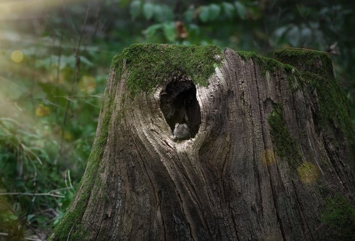 STORYTIME: THE TALE OF THE FOREST BRIDE