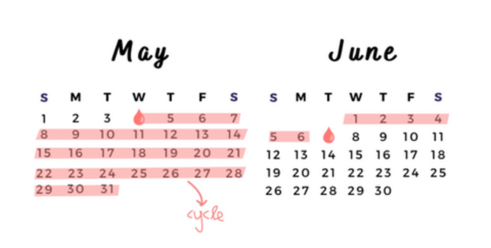 Calendar showing menstrual cycle