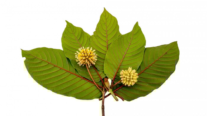 Kratom Bloom : The Power of the Kratom Flower