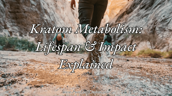 Decoding Kratom Metabolism: Its Lifespan in Your Body and Impacts on Health