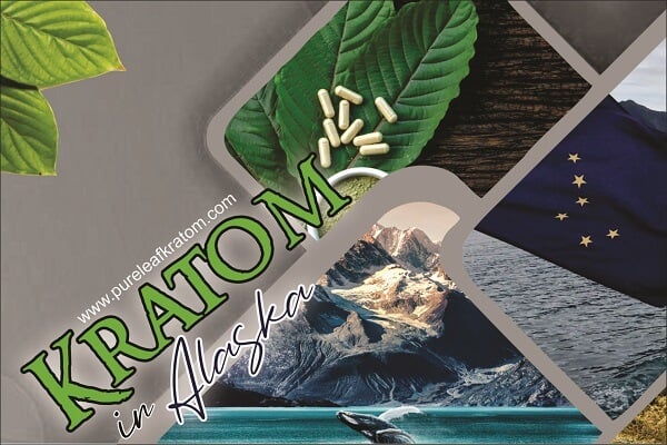 Kratom in Alaska: Is It Legal to Buy This Herb?