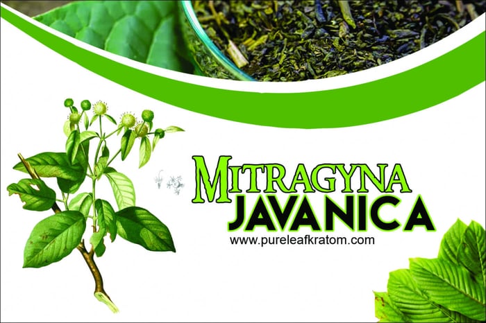 Mitragyna Javanica: Do You Think it’s an Alternative to Kratom?