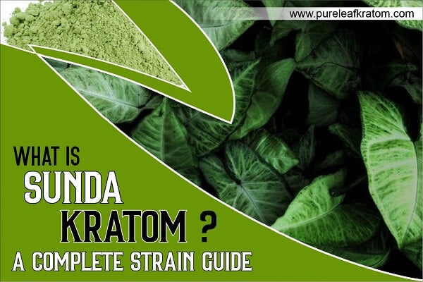 What Is Sunda Kratom? Complete Strain Guide