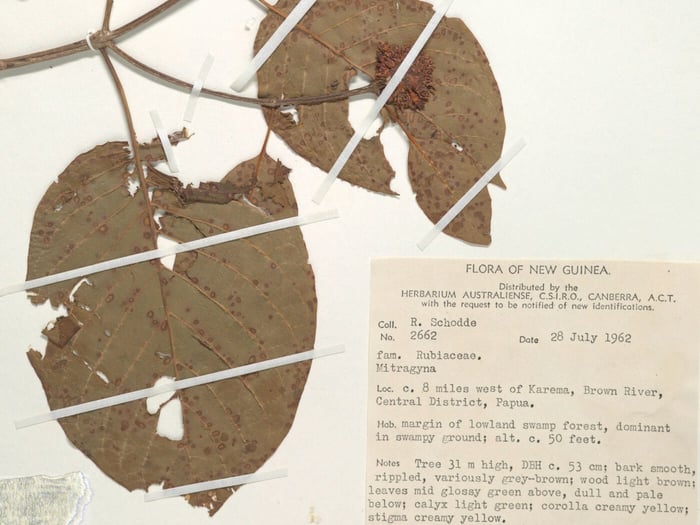 What You Should Know About Kratom for Beginners