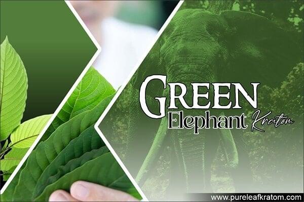 Green Elephant Kratom Review: Interesting Tidbits To Be Aware Of