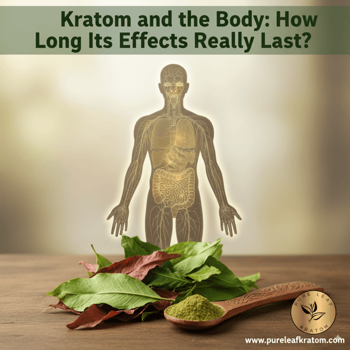 Kratom and the Body: How Long Do Its Effects Really Last?