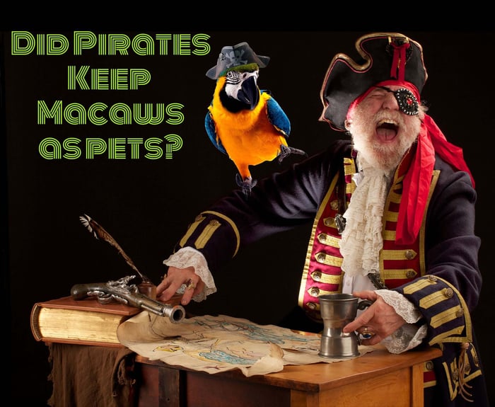 Did pirates in the past keep macaws as pets?