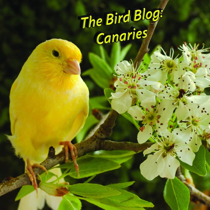 The Bird Blog: Canaries