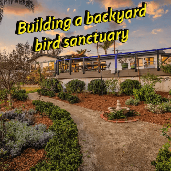 Building a backyard bird sanctuary.