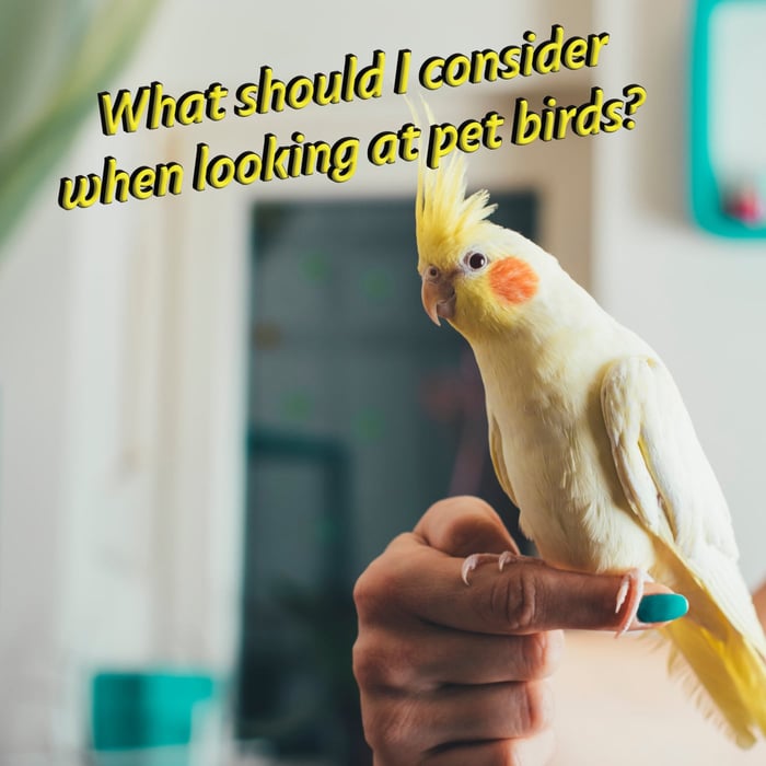 What should I consider when beginning to look at pet birds?
