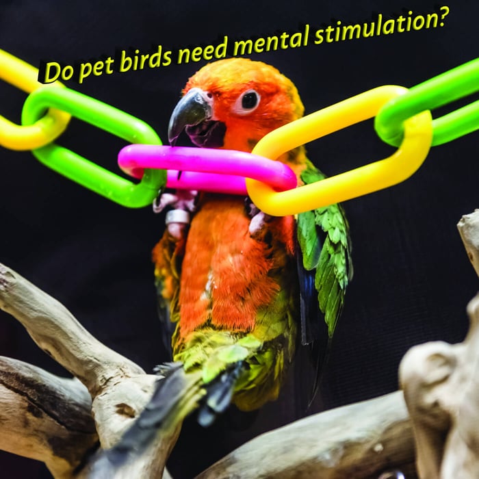 Do pet birds need mental stimulation?