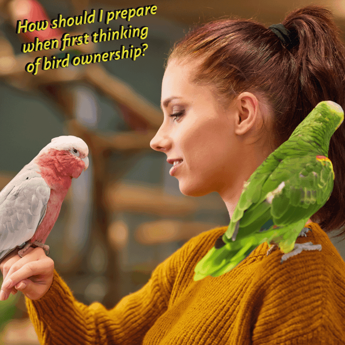 How should I prepare when first thinking of bird ownership?