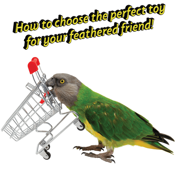How to Choose the Perfect Toy for Your Feathered Friend