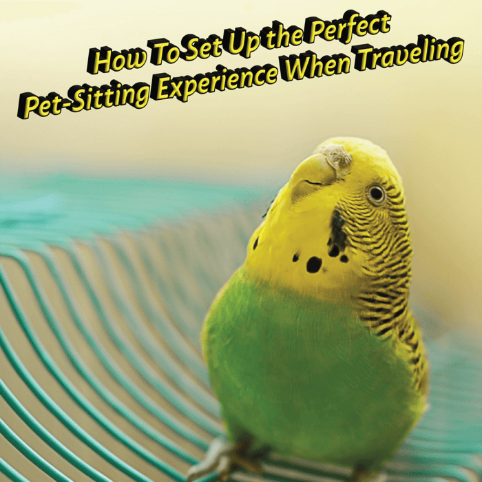 How To Set Up the Perfect Pet-Sitting Experience When Traveling